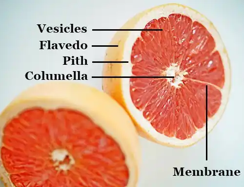 grapefruit cut in half with names of its components