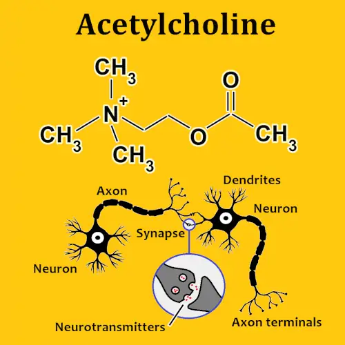 chemical formula, neurons
