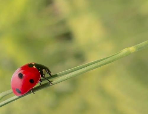 red with black dots, a ladybug on a twig