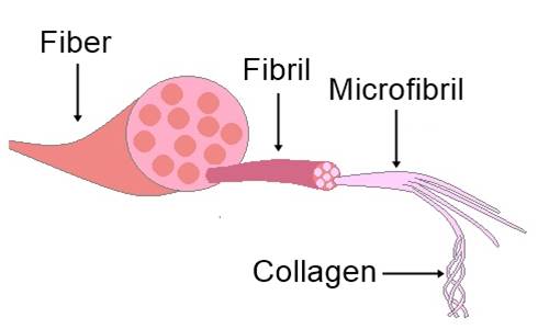 fiber, fibril and collagen in a diagram