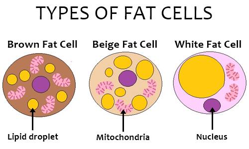 brown, beige and white fat cells with main organelles