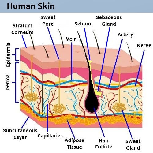 drawing showing each component of the human skin