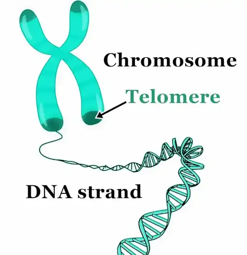 chromosome and a telomere